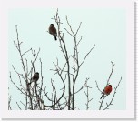 8Punatulkut_northern bullfinch * 1944 x 1683 * (2.8MB)